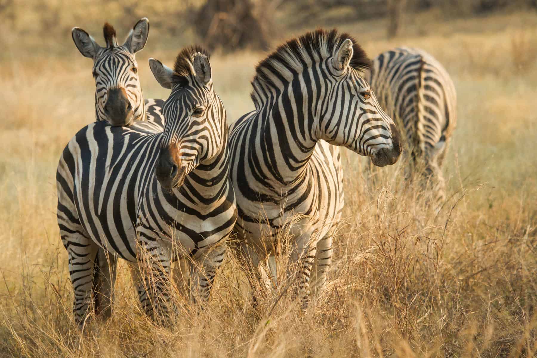 savute-safari-lodge-zebra