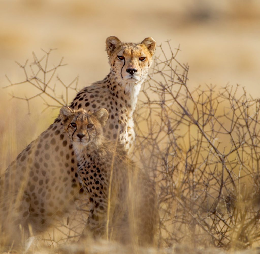 The beautiful cheetahs among the plants in the middle of the desert