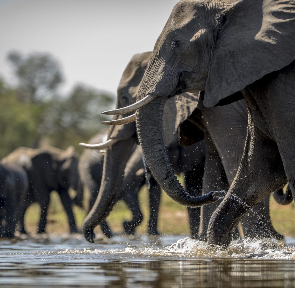 A beautiful shot of elephants drinking water